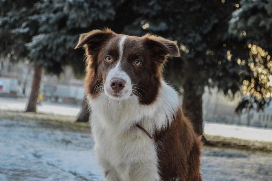Метис бордер колли
