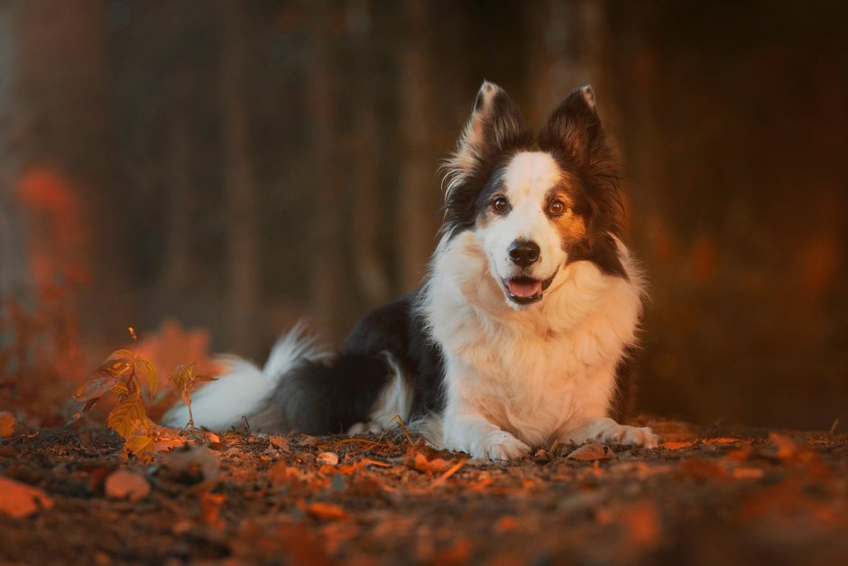 Бордер колли осень