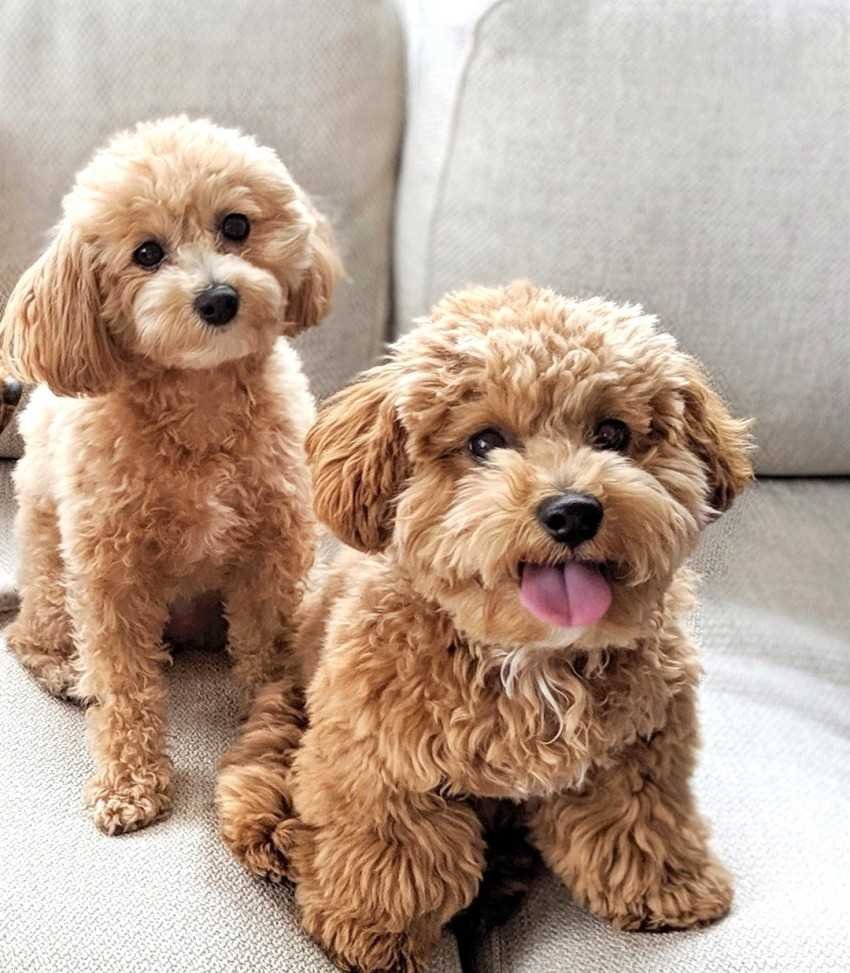 Шнудль порода