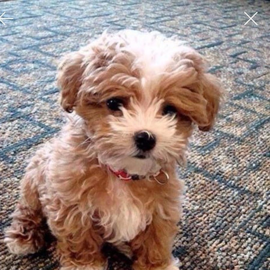 Бишон фризе мини