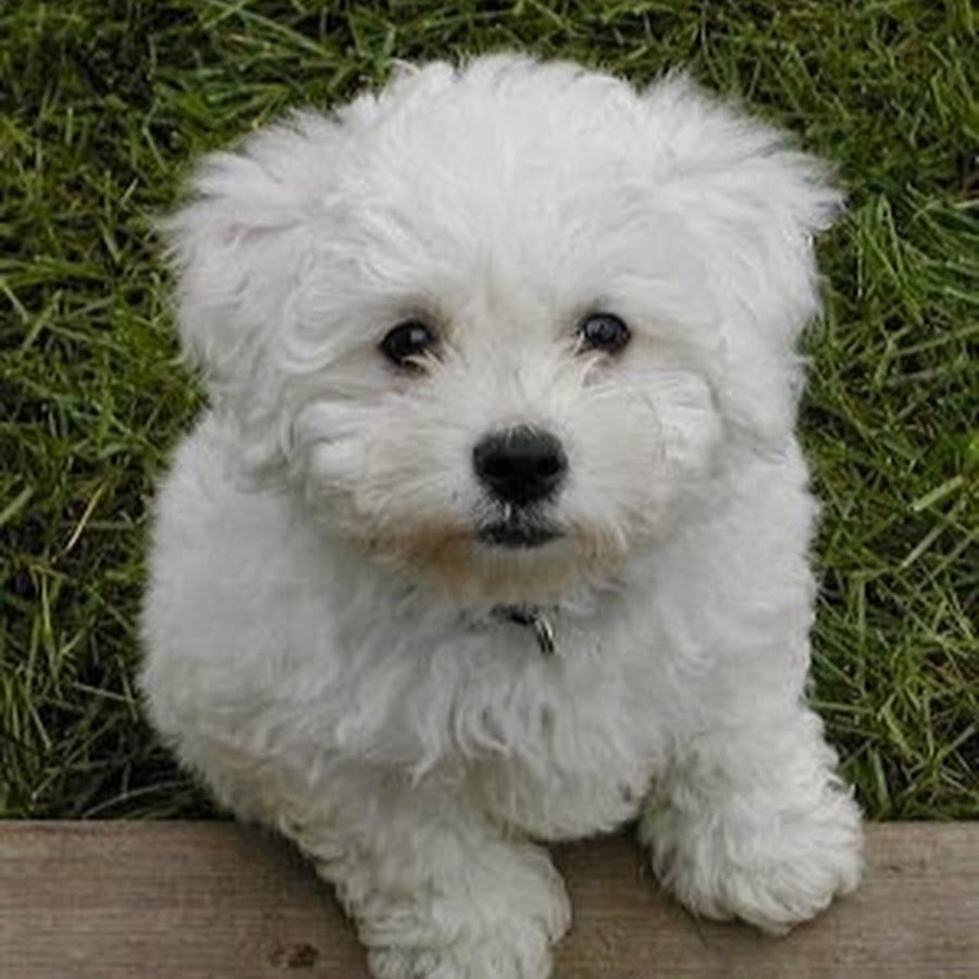 Порода мальтипу взрослая порода