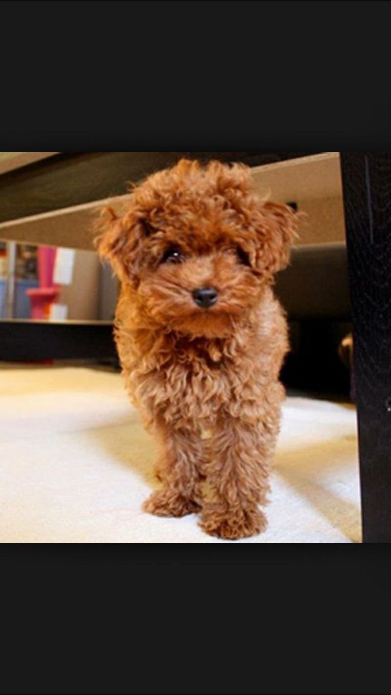 Голдендудль и лабрадудль