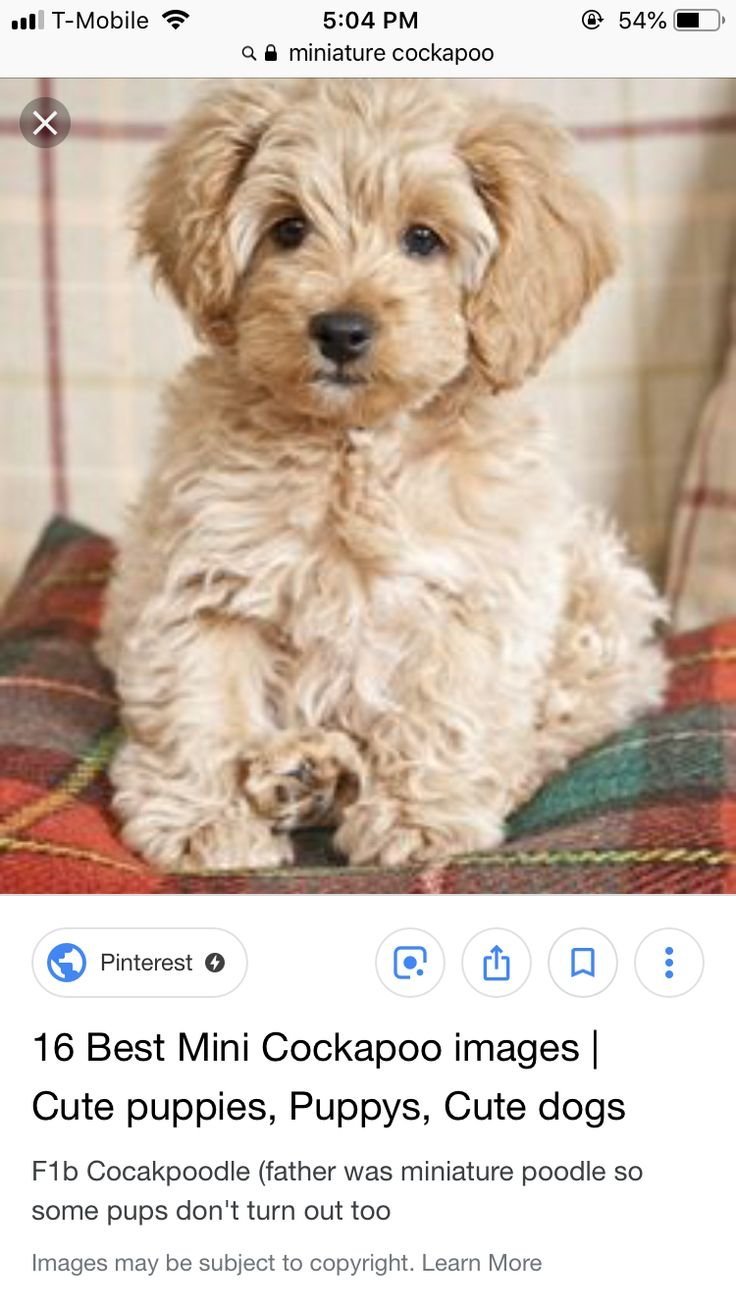 Карликовый пудель мальтипу