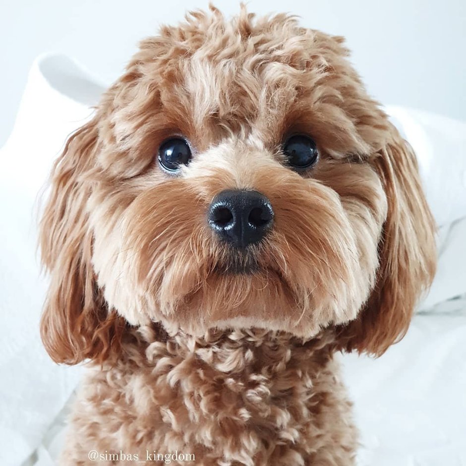 Мальтипу терьер