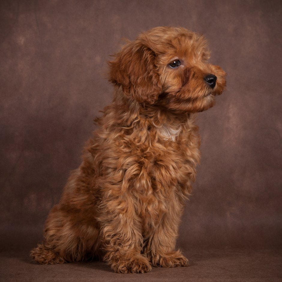 Мальтипу стандарт взрослый