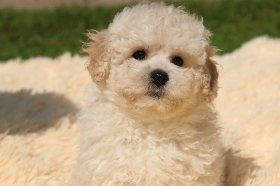 Щенки мальтипу Новорожденные