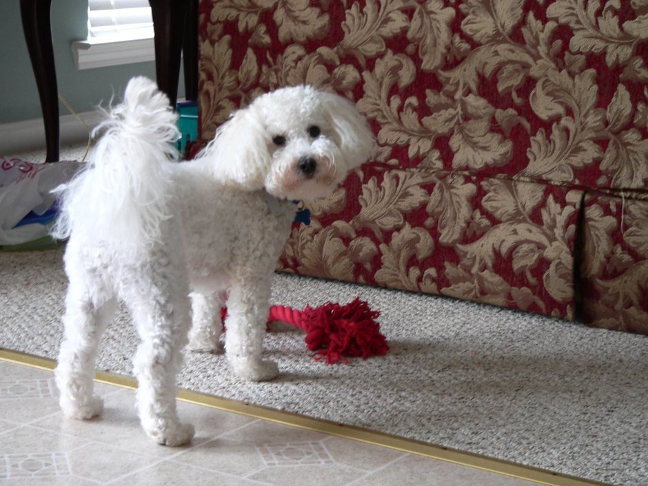 Щенки Пинтерест