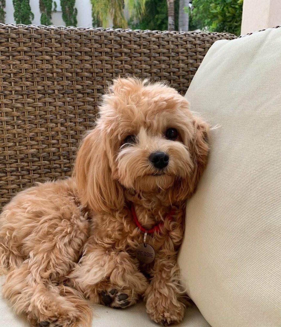 Той пудель и мальтезе