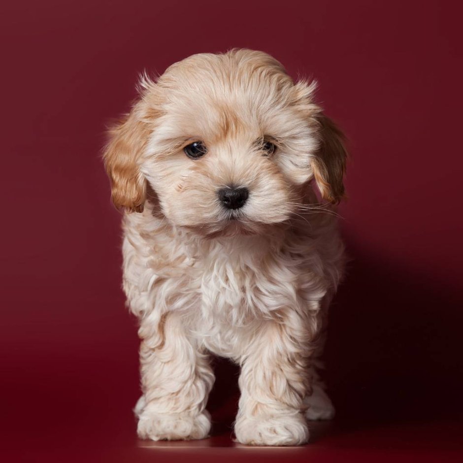 Тедди пудель мальтипу