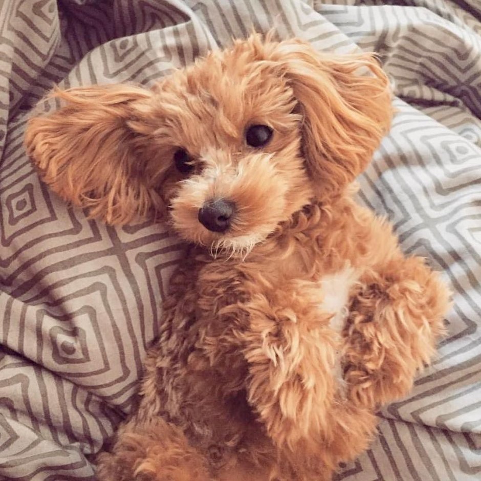 Бишпу мальтипу