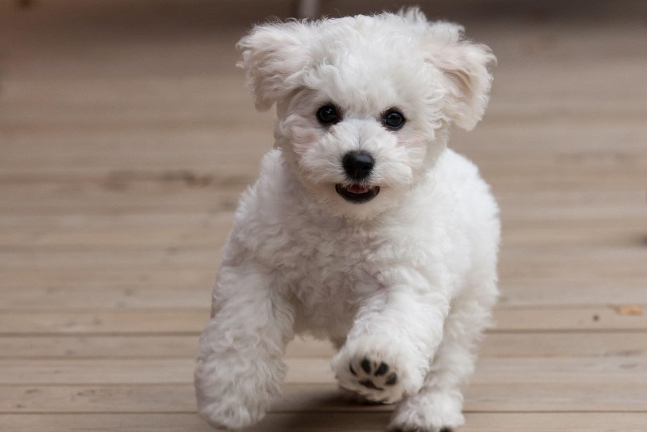 Кокер-пудель кокапу