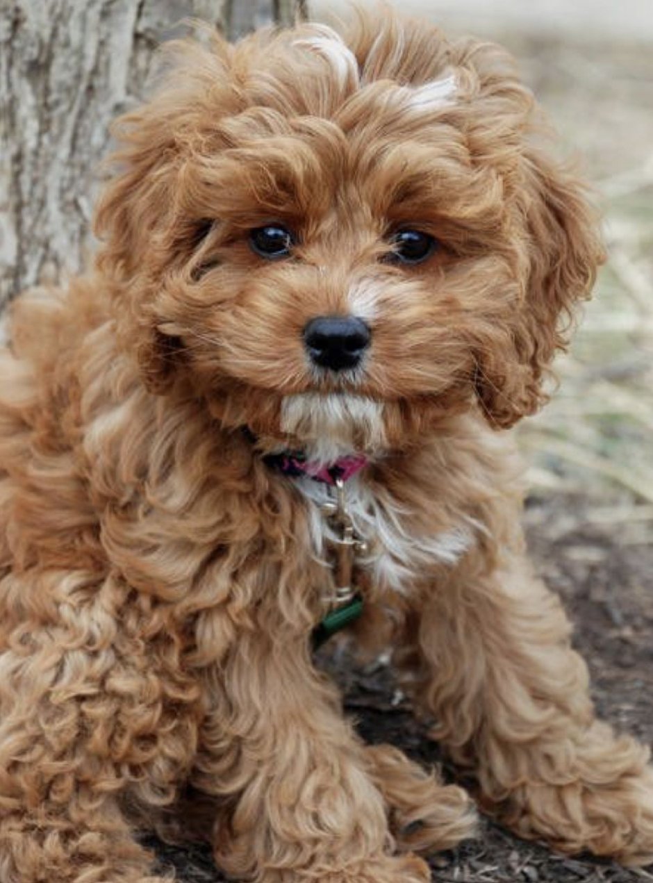 Мальтипу рыжий