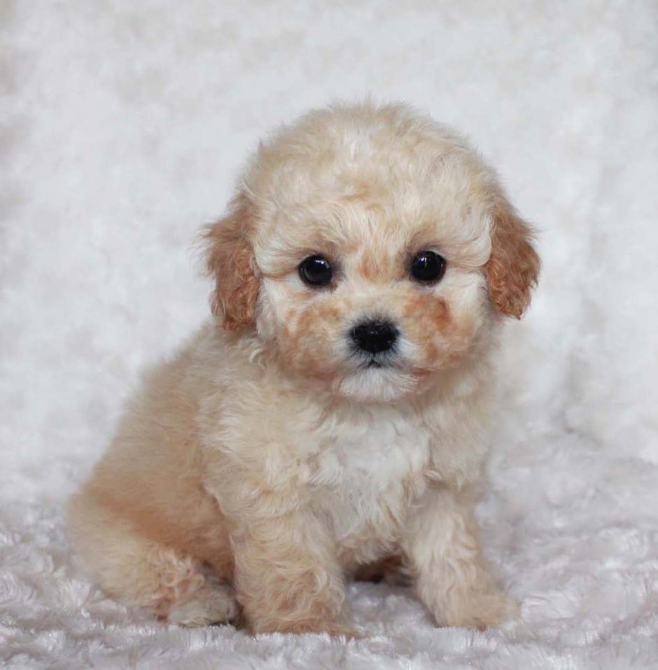 Бишон фризе рыжий