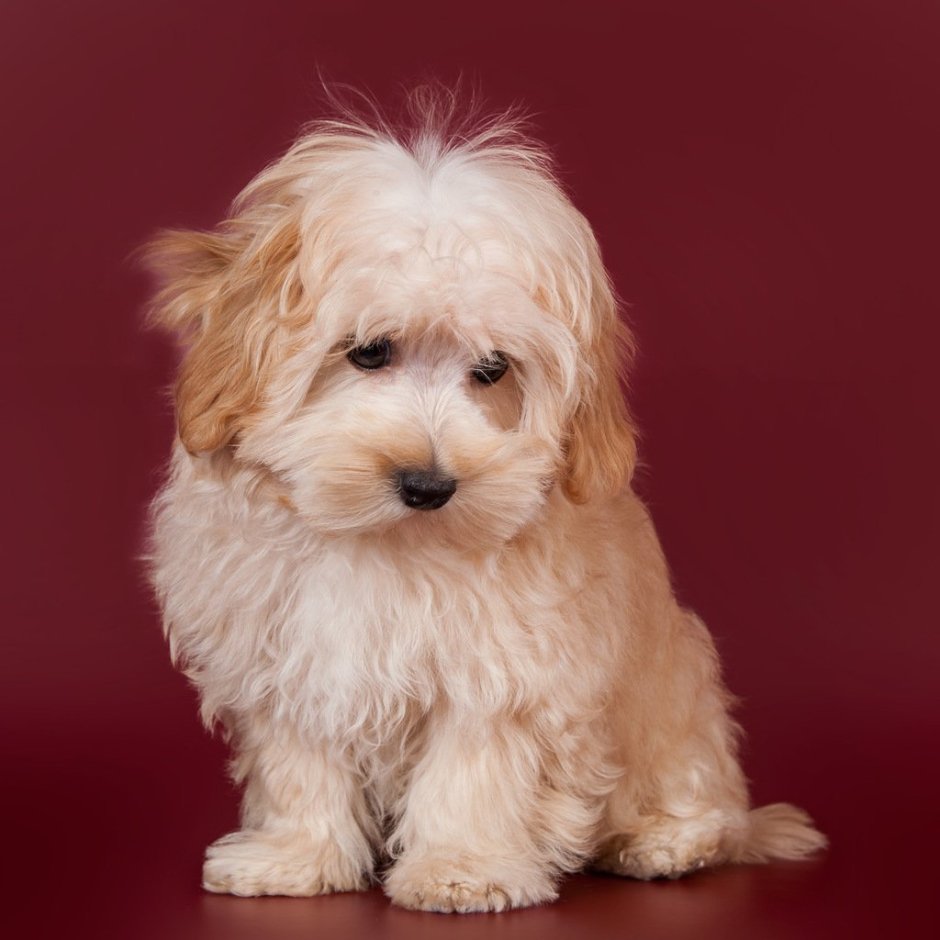 Лабрадудль кокапу порода