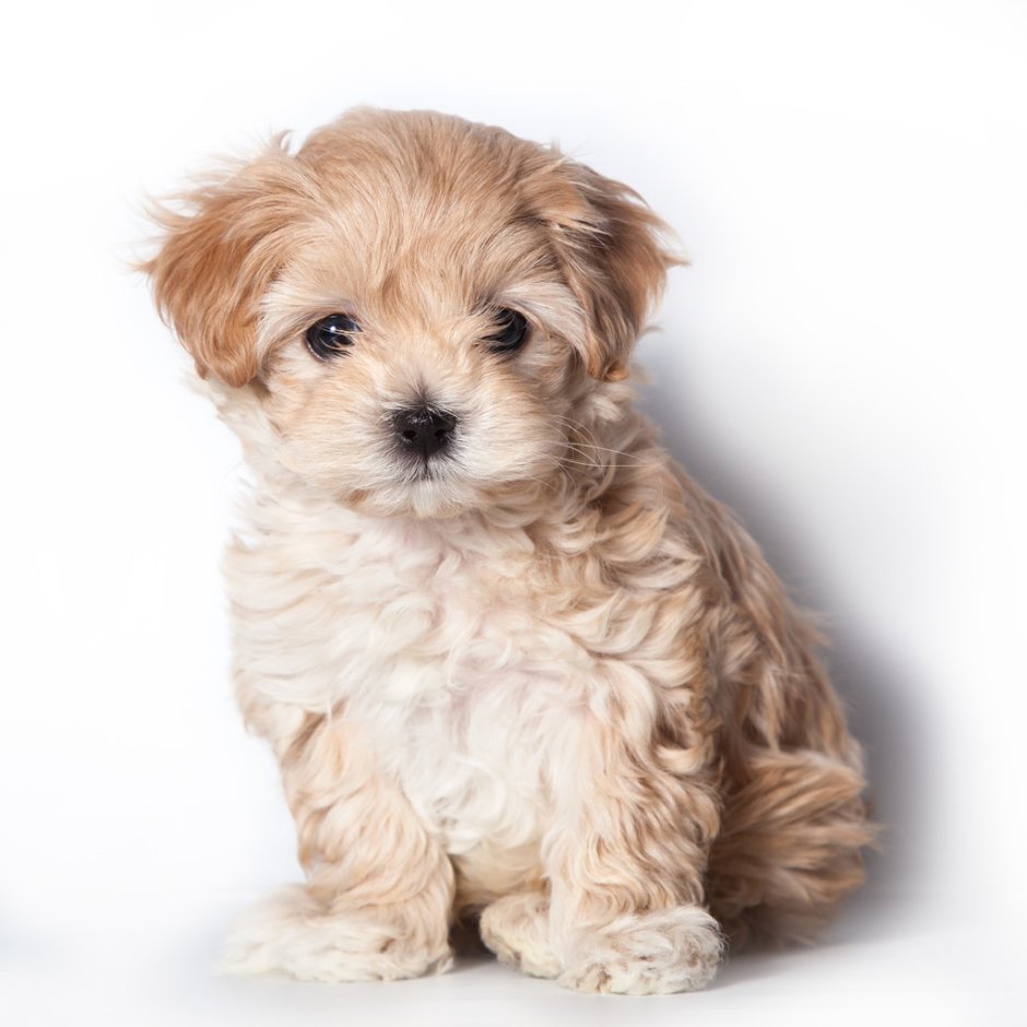 Пудель мальтипу