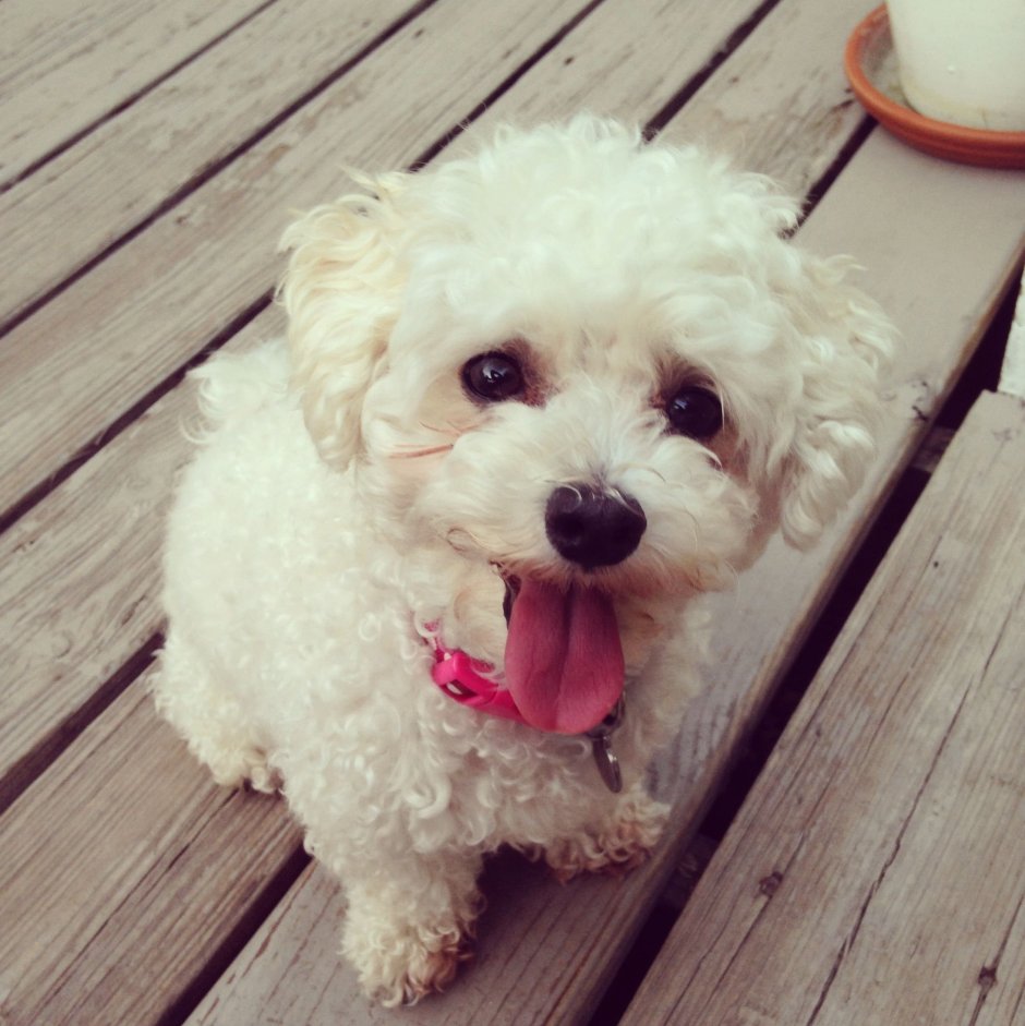 Той пудель щенок