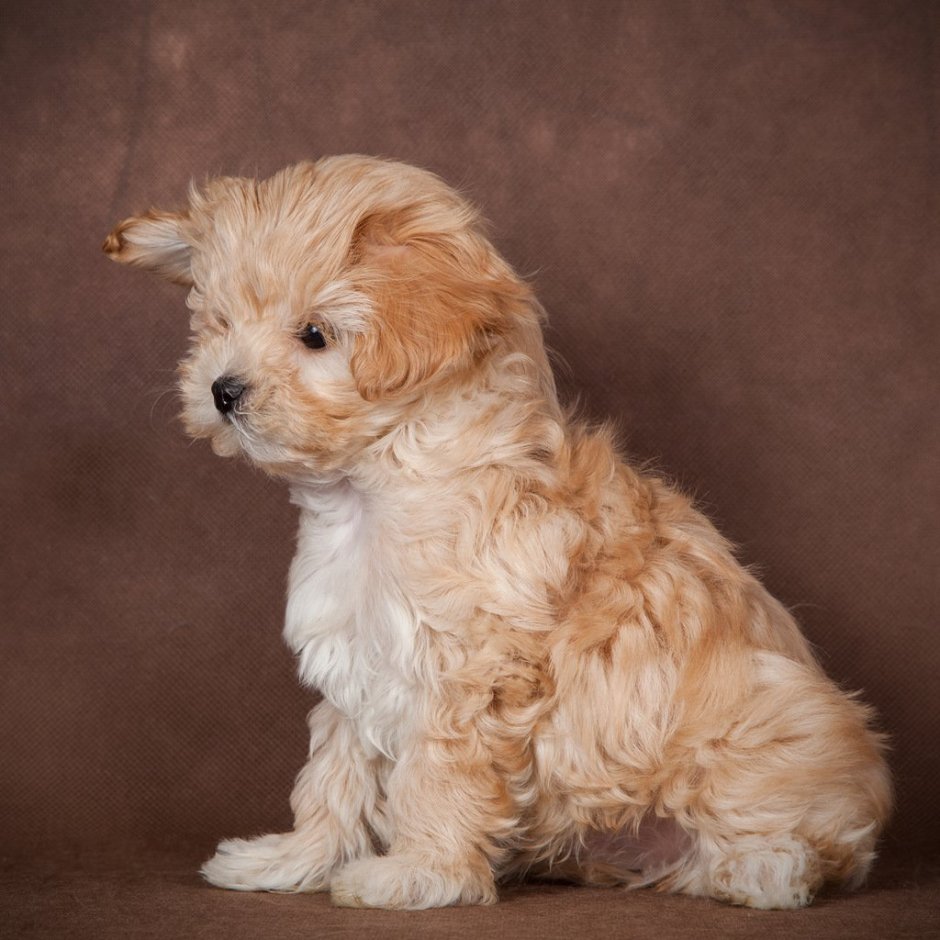 Красивые собачки