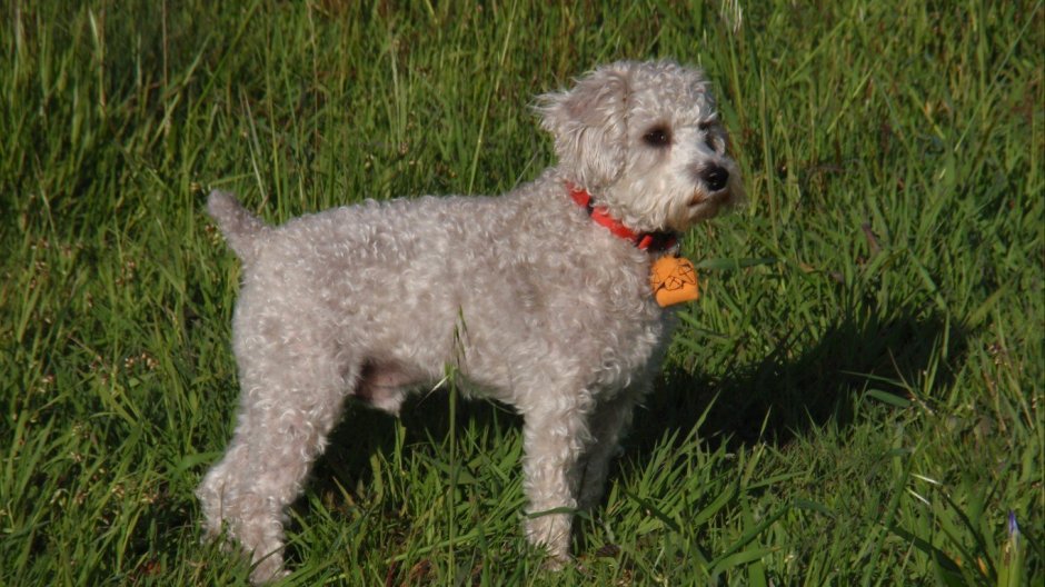 Мальтипу Браун