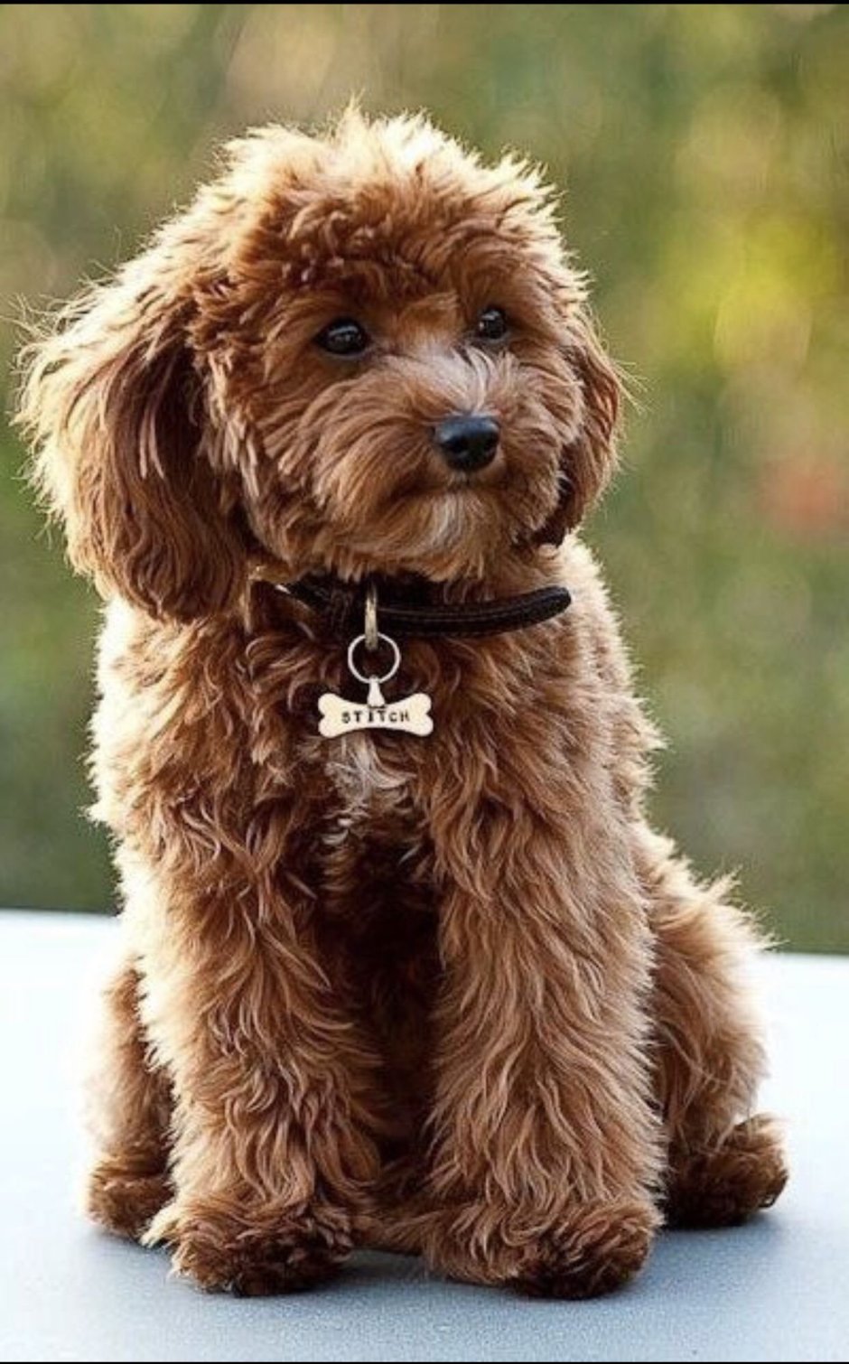 Бишон пудель микс