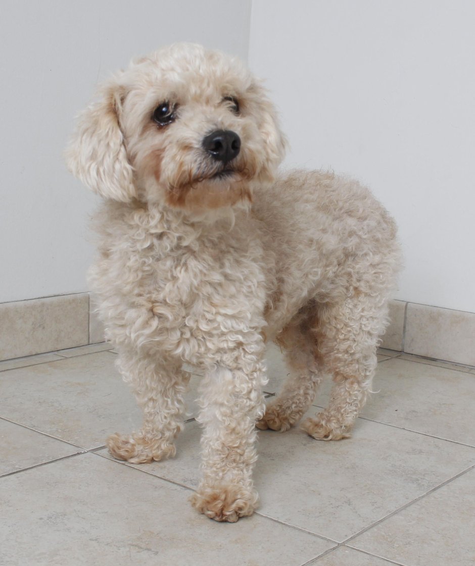 Toy пудель