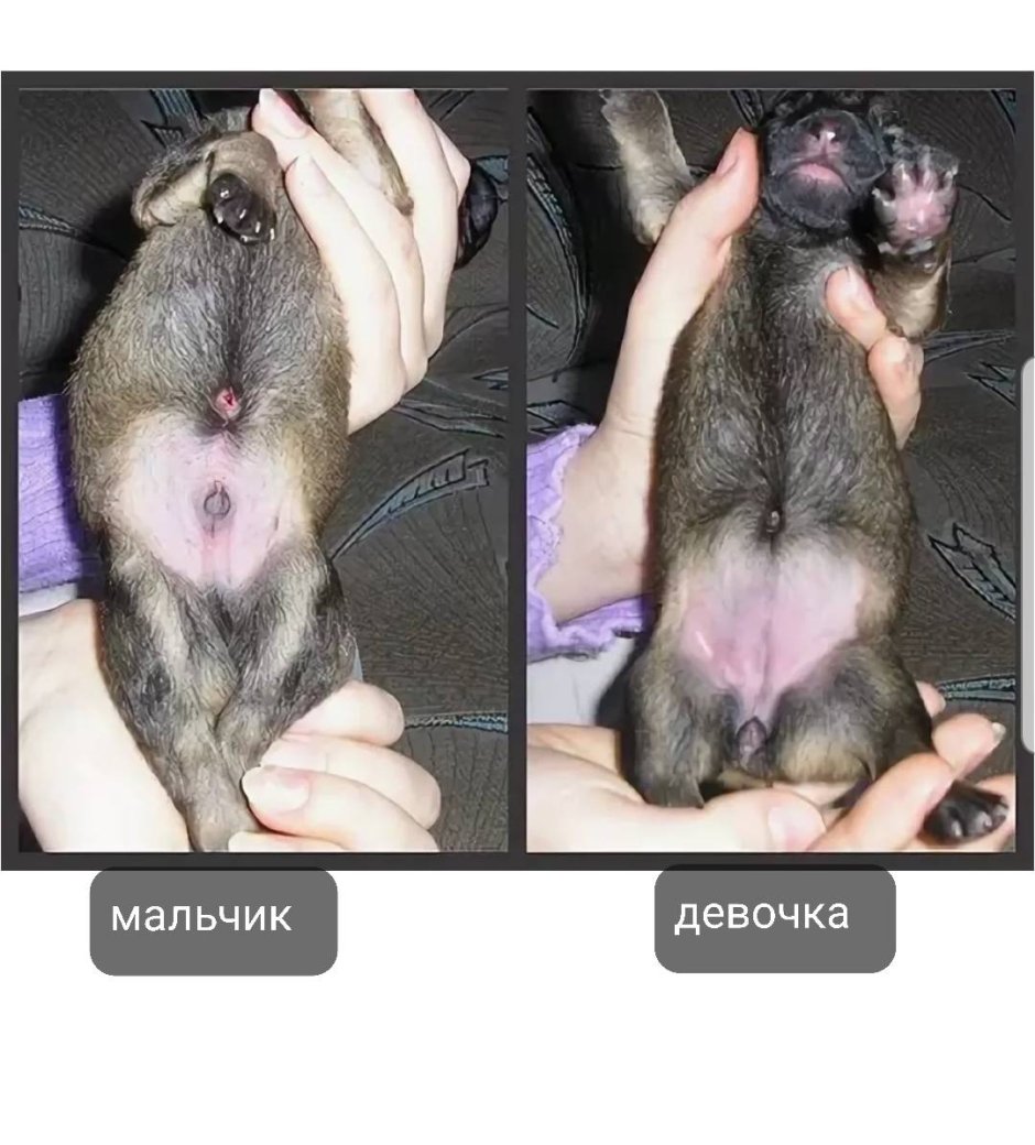 Новорожденные щенки малинуа