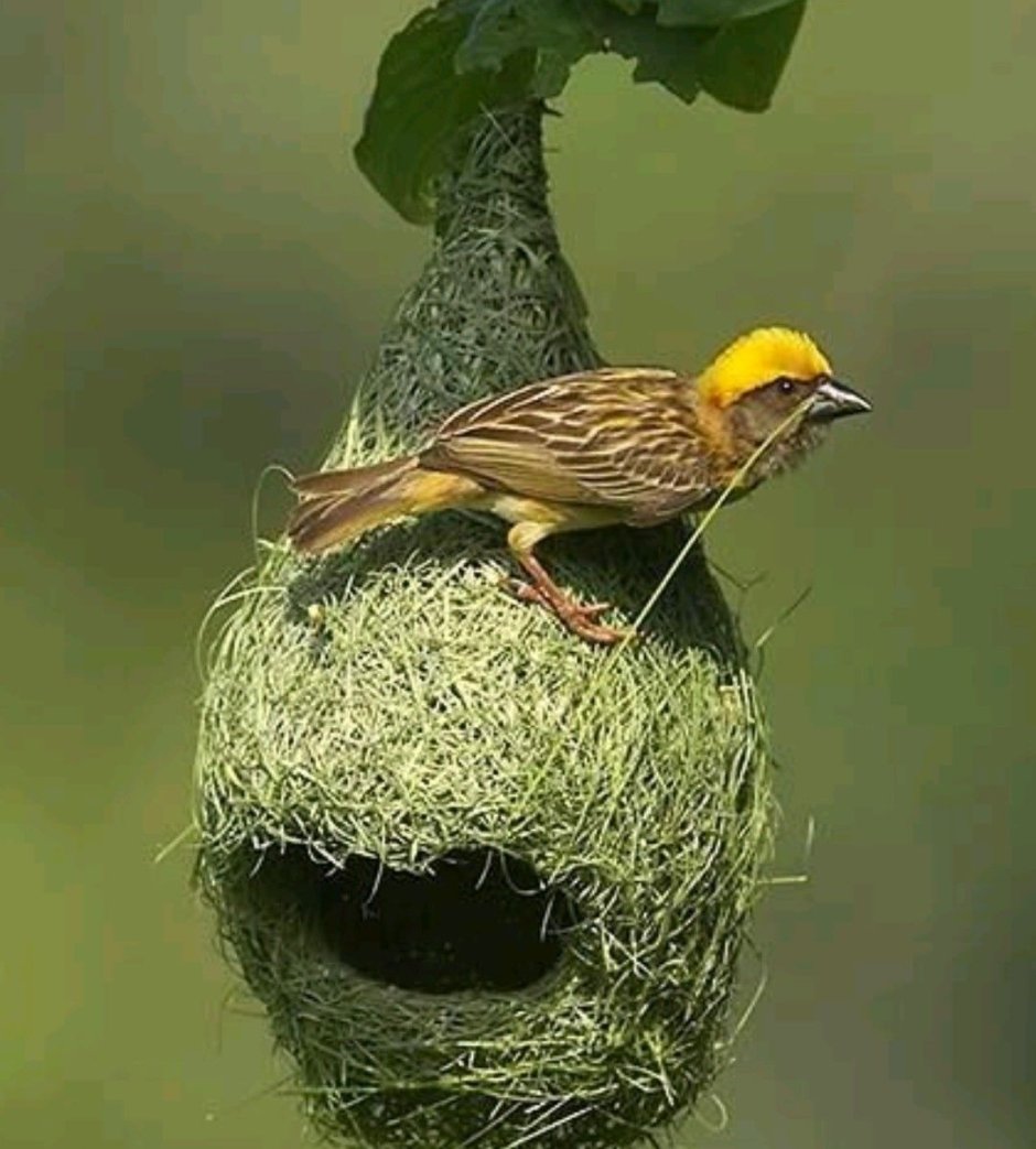 Гнездо Байя Уивер