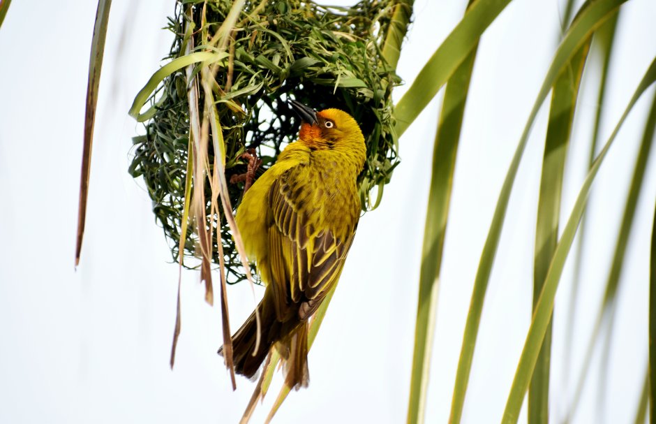 Amblyospiza albifrons)
