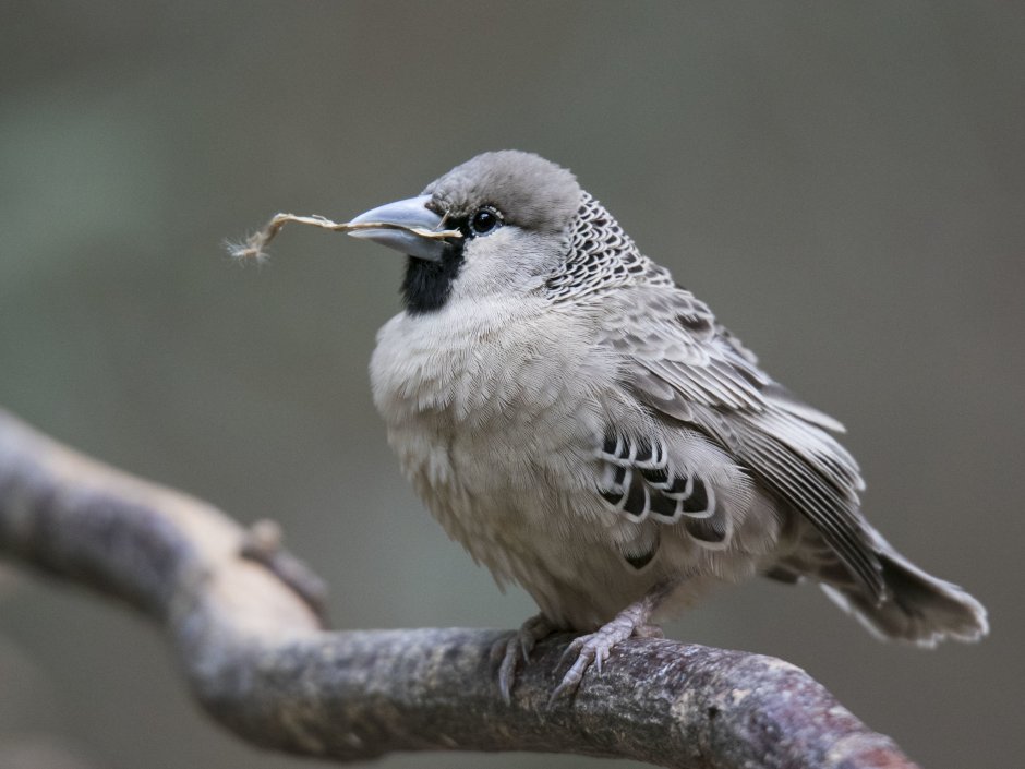 Weaver Ткач