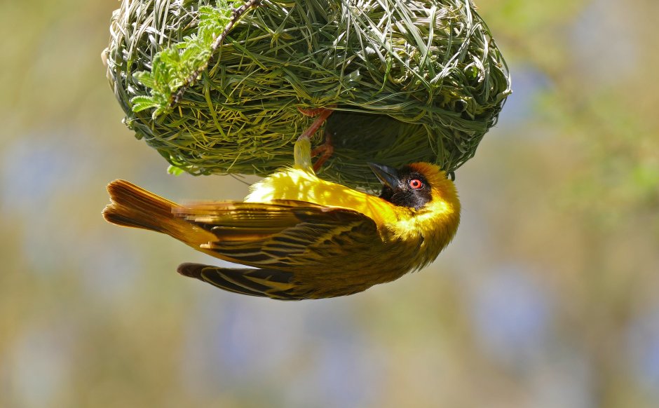 Red Bishop птица