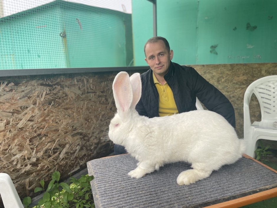 Калифорнийский великан кролик