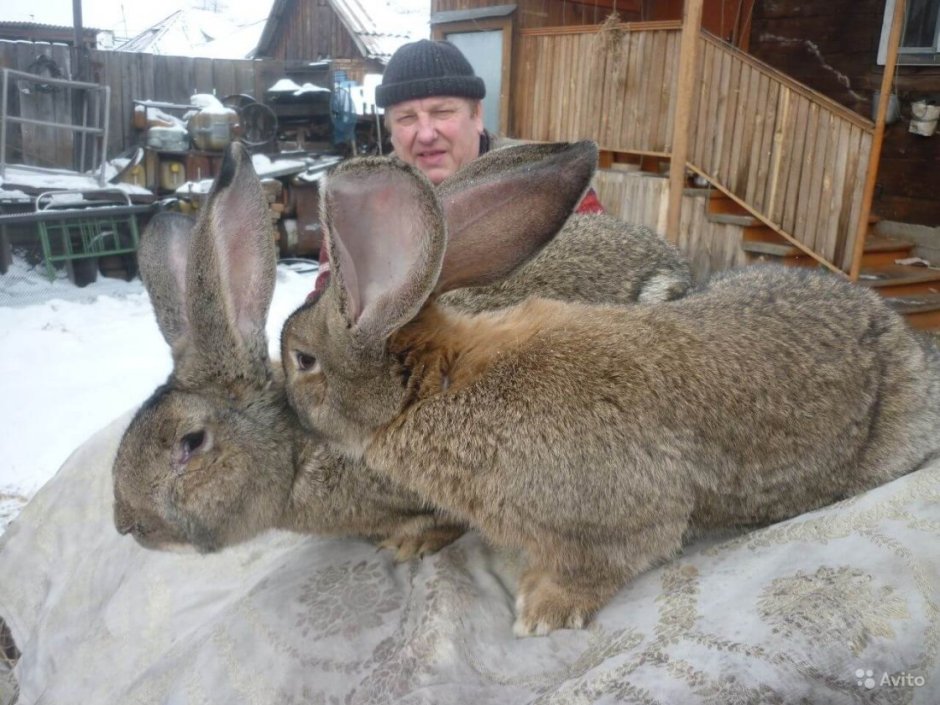 Домашние кролики породы