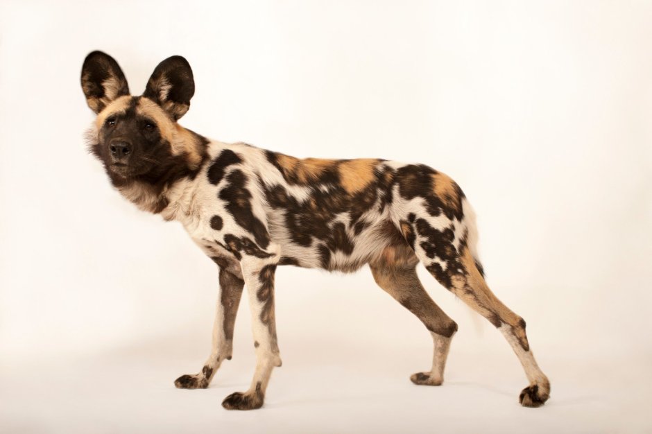 Schleich Гиеновидная собака