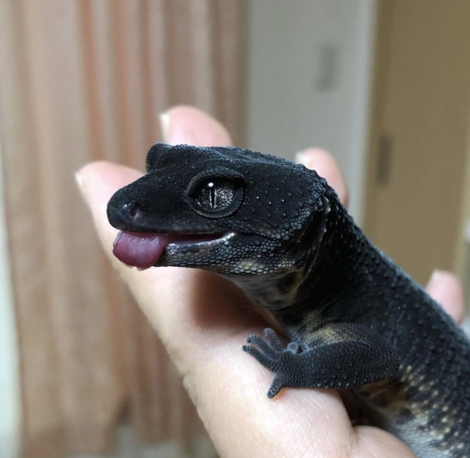 Карликовый геккон (Sphaerodactylus ariasae)