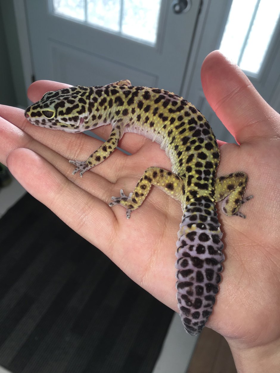 Sphaerodactylus ariasae (геккон)