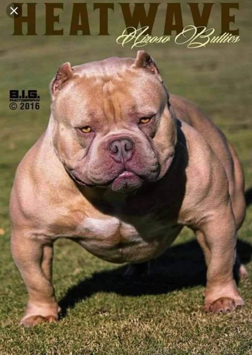 Стаффордширский терьер булли