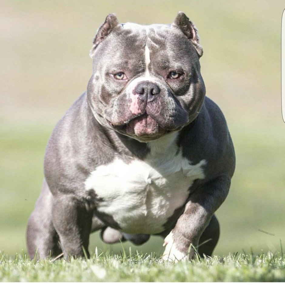 Булли и французский бульдог