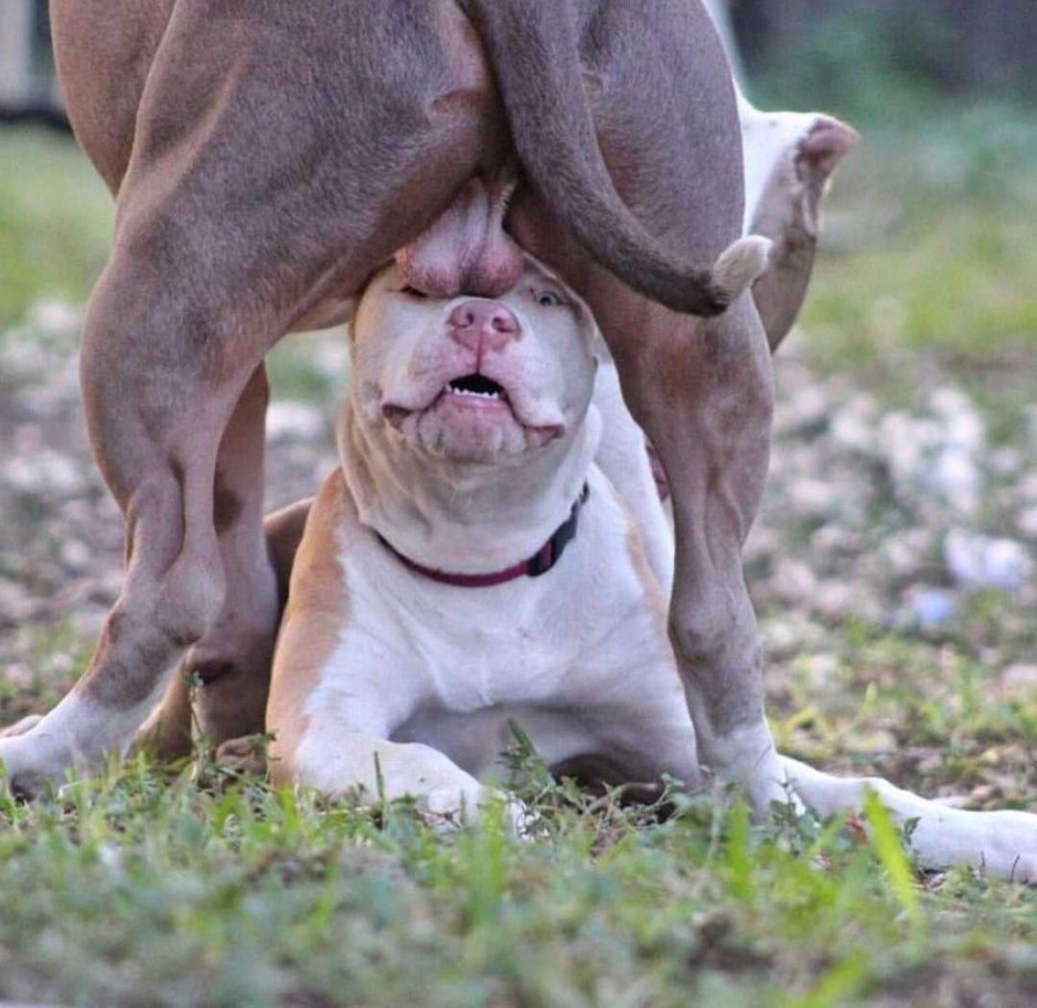 Французский бульдог и стаф