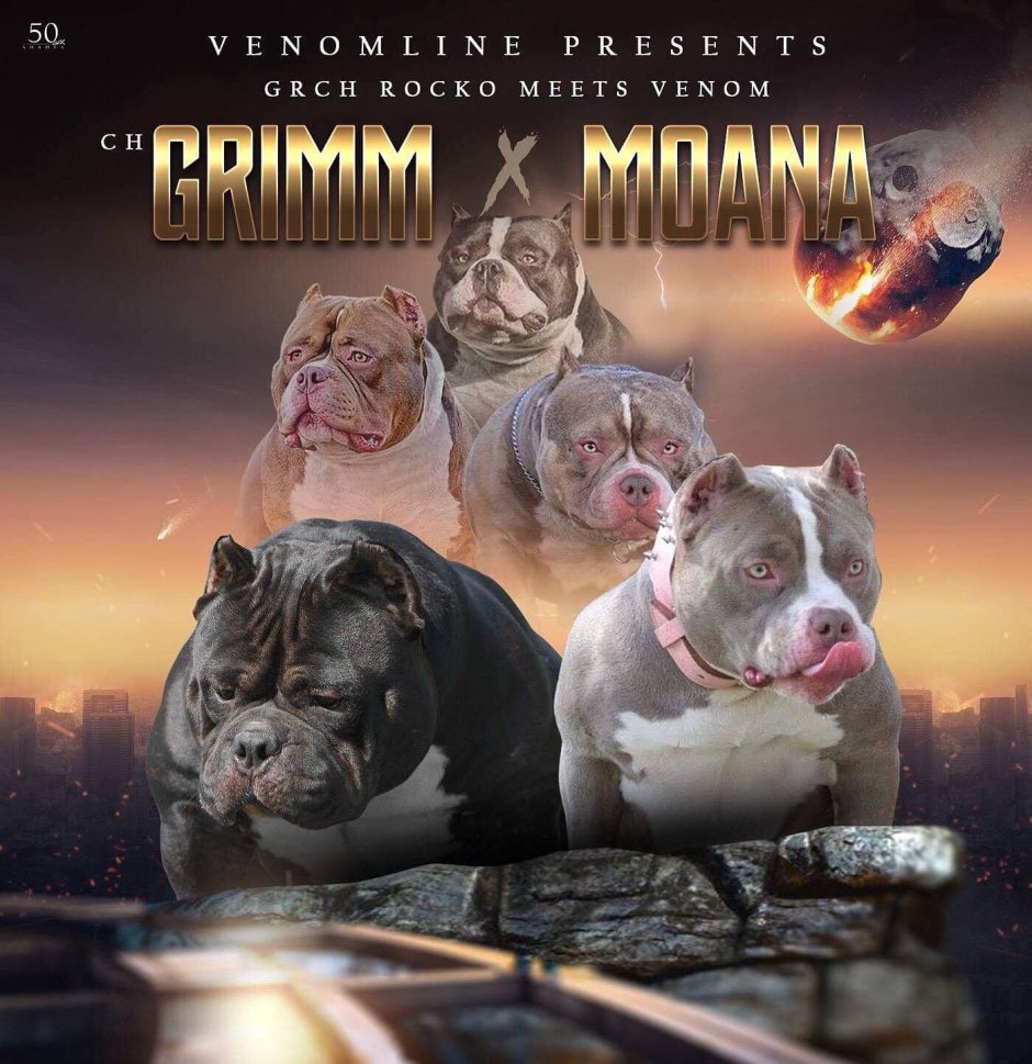 Американский булли аллергия у человека