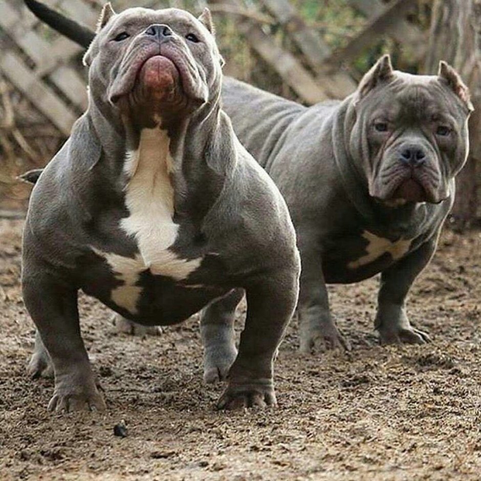 Американский французский бульдог