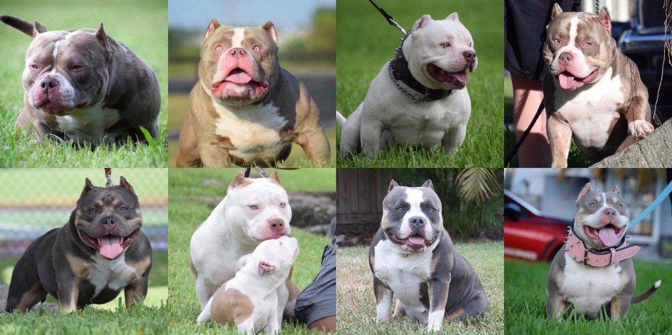 Булли терьер