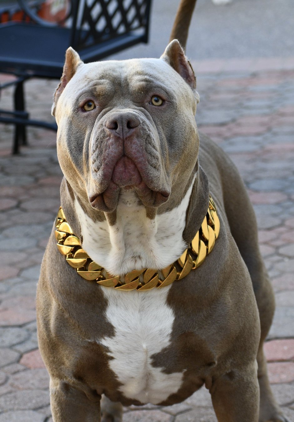 Американский булли типы породы