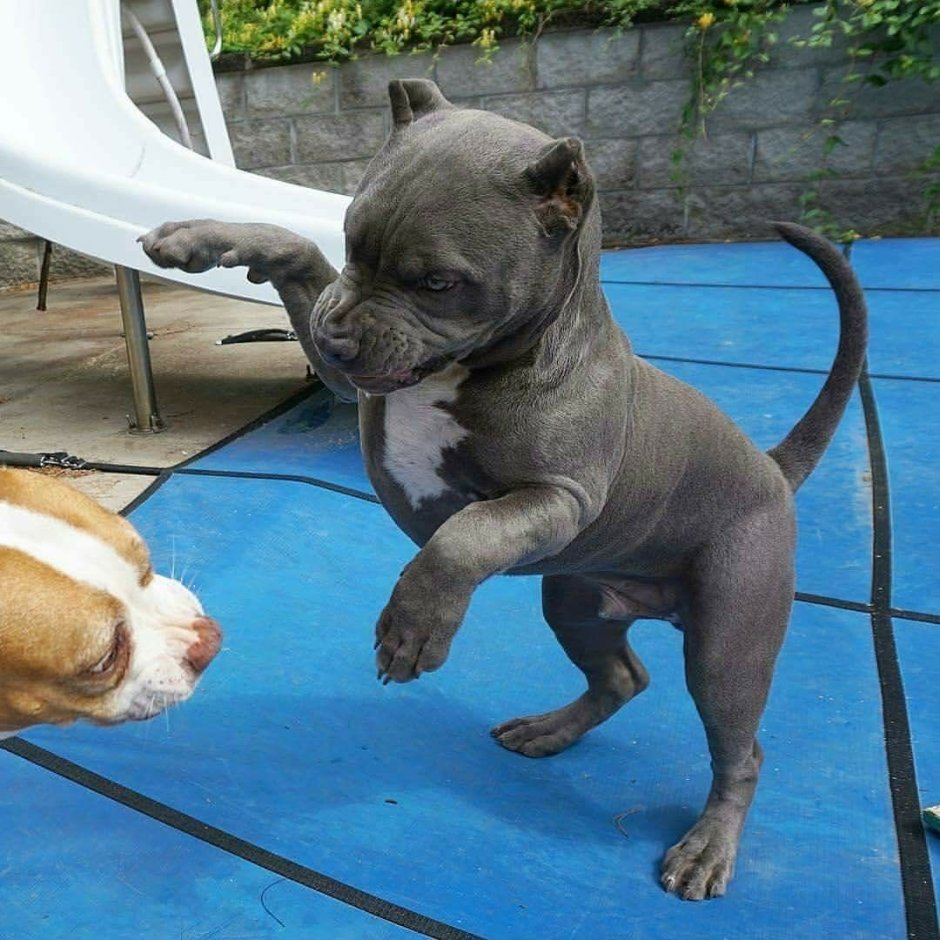 Американский булли XL