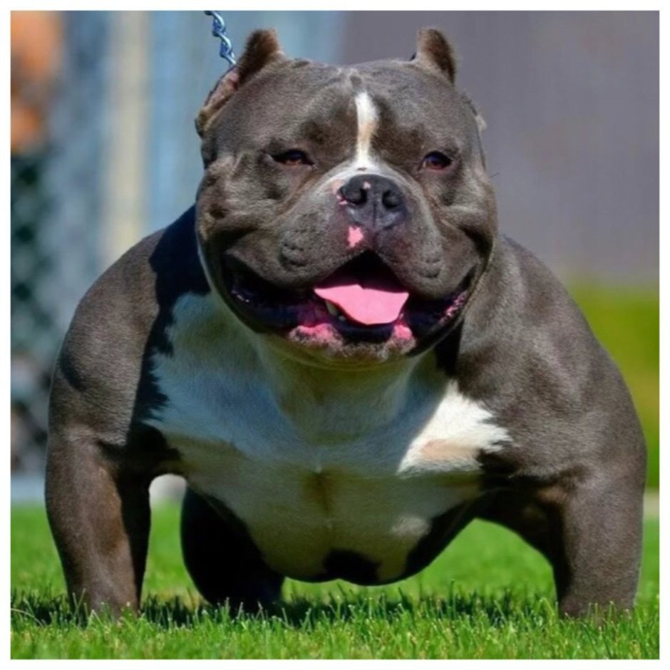 Французский питбуль 104 года