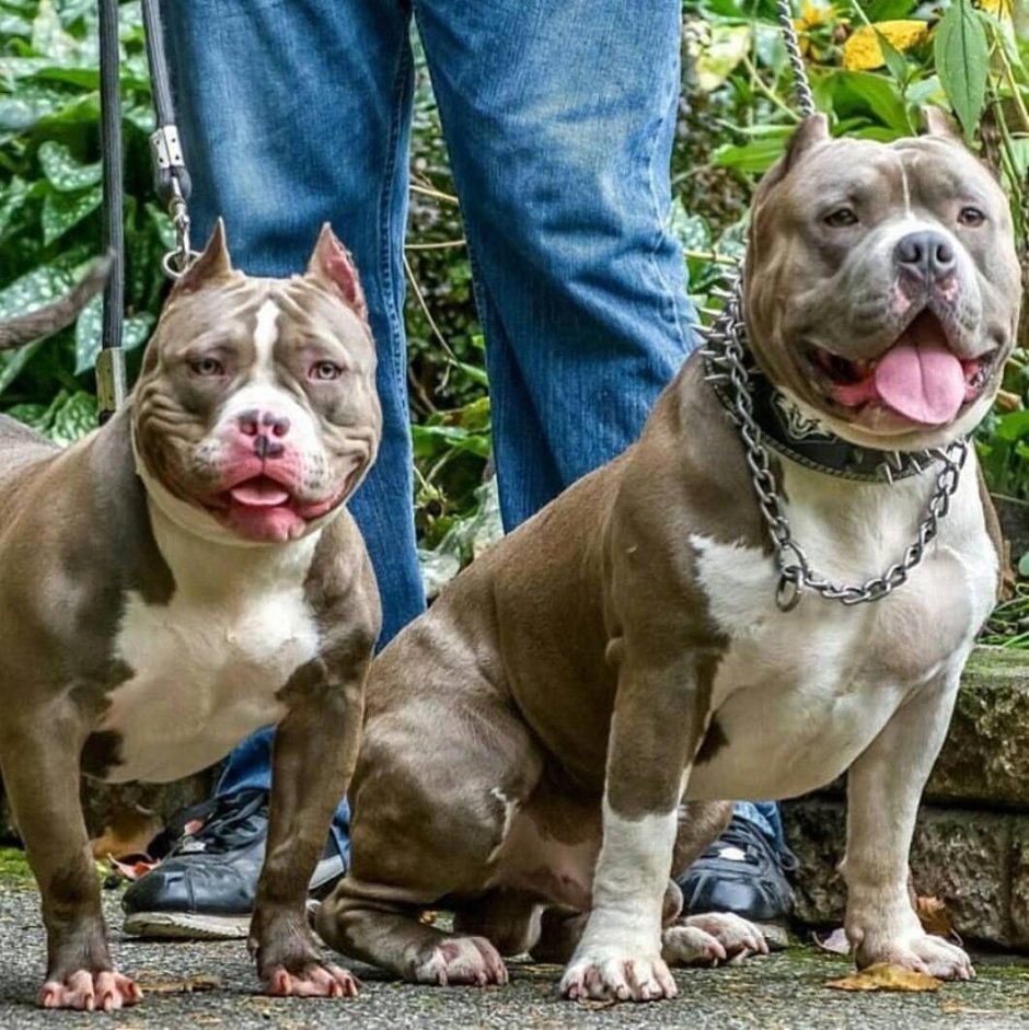 Булли терьер