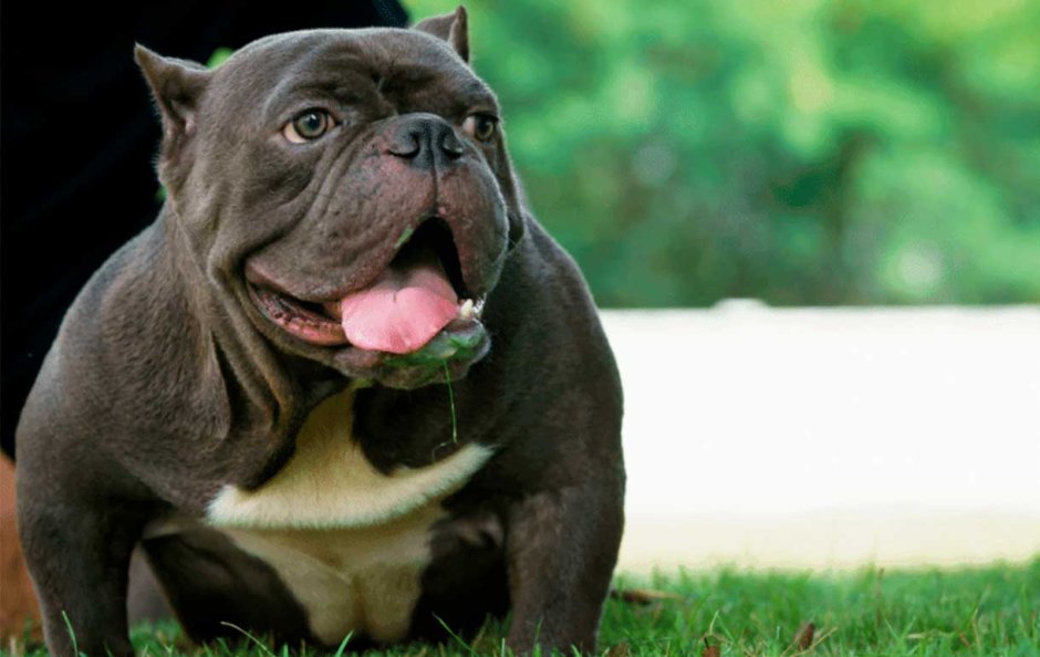 Американский булли микро