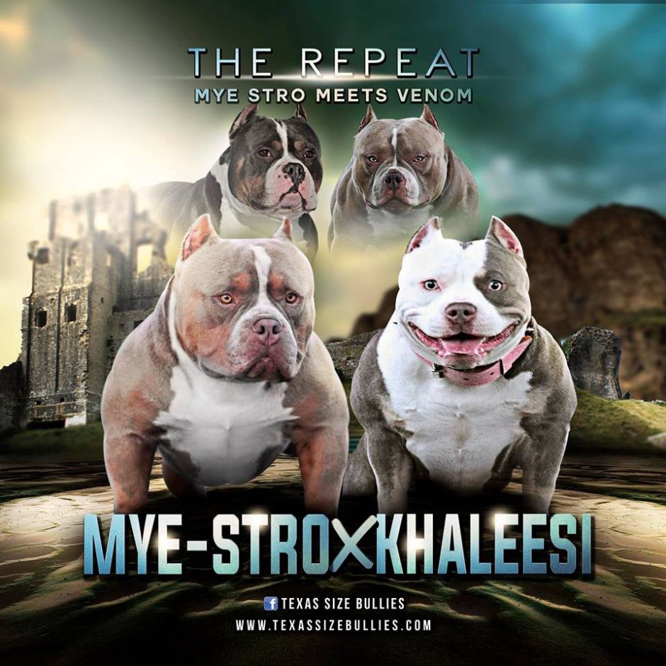 Американ булли Экзотик