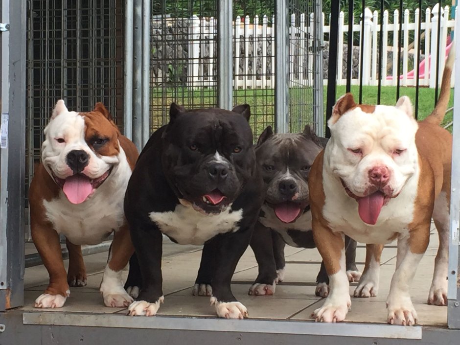 Бульдог булли