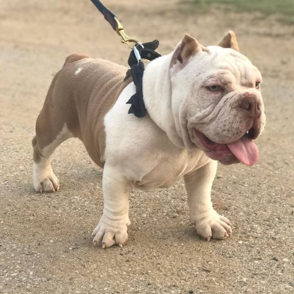 Порода американский булли