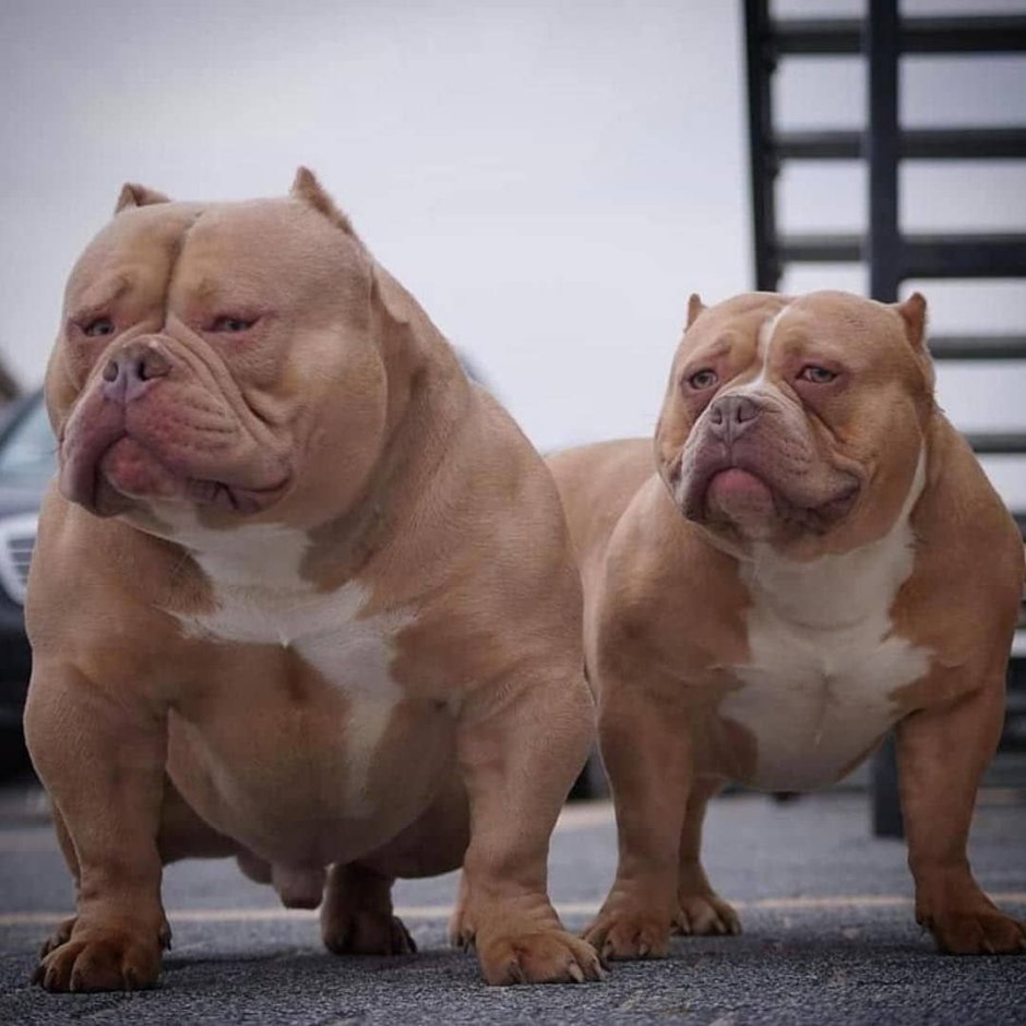 Накаченный бульдог