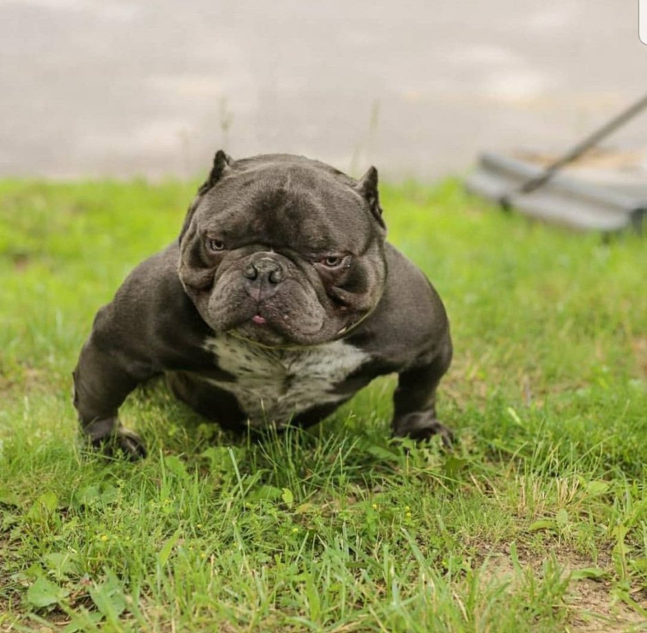 Американский булли шорт